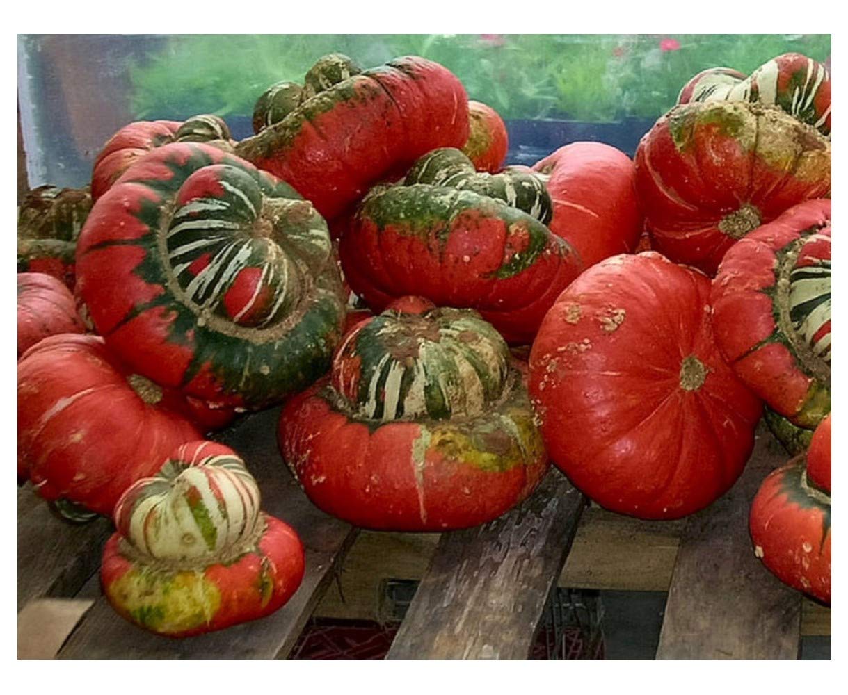 PREMIER SEEDS DIRECT - Gourd - Turks Turban - 25 Seeds - Unusual
