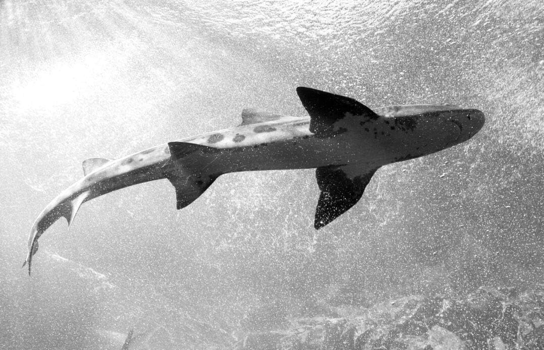 18 x 24 Black & White Canvas Wrapped Print of Shark at Monterey Bay Aquarium Monterey California e33 2012 Highsmith