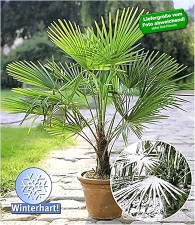 BALDUR-Garten Winterharte Kübel-Palmen Chinesische Hanfpalme Freilandpalme Gartenpalme, 1 Pflanze, Trachycarpus fortunei fros
