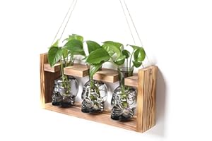 YYHGLASS Plant Terrarium Propagation Stations Hydroponics Halloween Skull Planter Vase Skulls Decor with Wooden Stand Gife for Father