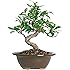 Brussel's Live Golden Gate Ficus Indoor Bonsai Tree - 4 Years Old; 5" to 8" Tall with Decorative Container