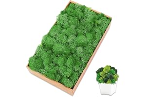 TCYPUHL Preserved Reindeer Moss 7 OZ Green Natural for Crafts, DIY Gift Christmas Decor, Wall Art, Potted Plants, Floral Fake Moss for Easter Table Decor Wedding Decorative(7oz, Green)