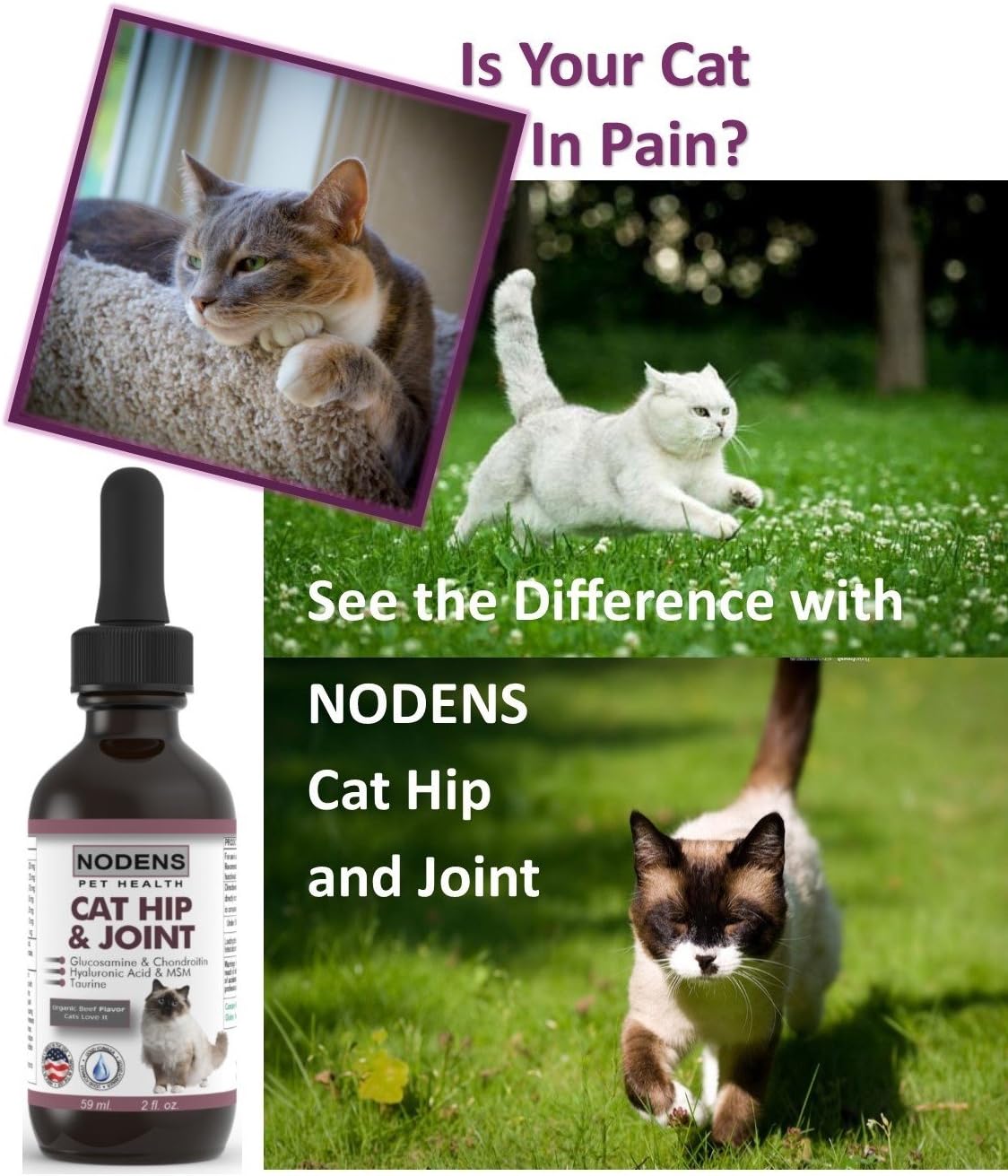 chondroitin for cats