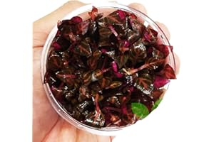 PLANTEREST Alternanthera Reineckii Rosanervig Red Tissue Culture Cup Freshwater Live Aquarium Plants Decoration BUY2GET1FREE