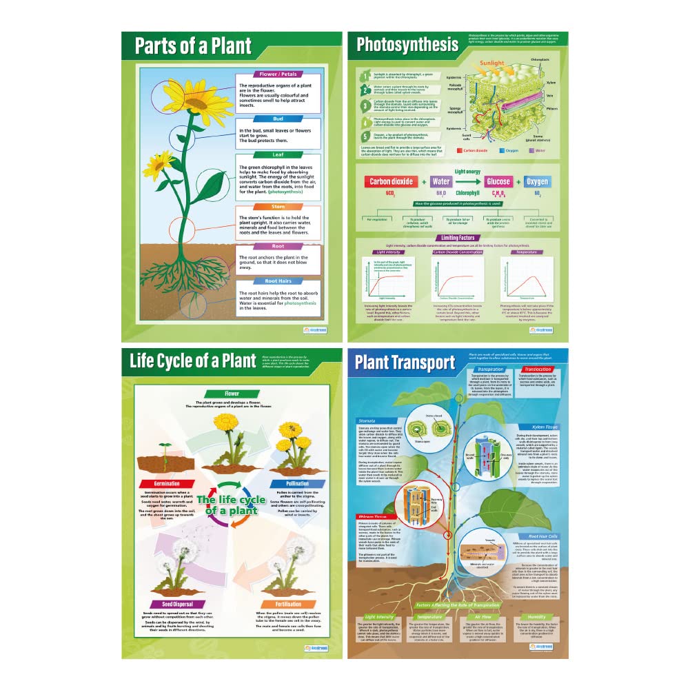 Daydream Education Plants Posters - Set of 4 | Science Posters | Gloss Paper measuring 850mm x 594mm (A1) | Science Charts for the Classroom | Education Charts