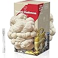 inbloom Large Organic Lion's Mane Mushroom Growing Kit(4 lbs), Double-Side Mushroom Growing Kit, Edible Non-GMO Mushroom Kit, Grow Mushroom at Home, Indoor Gardening Gift Great Holiday Gift