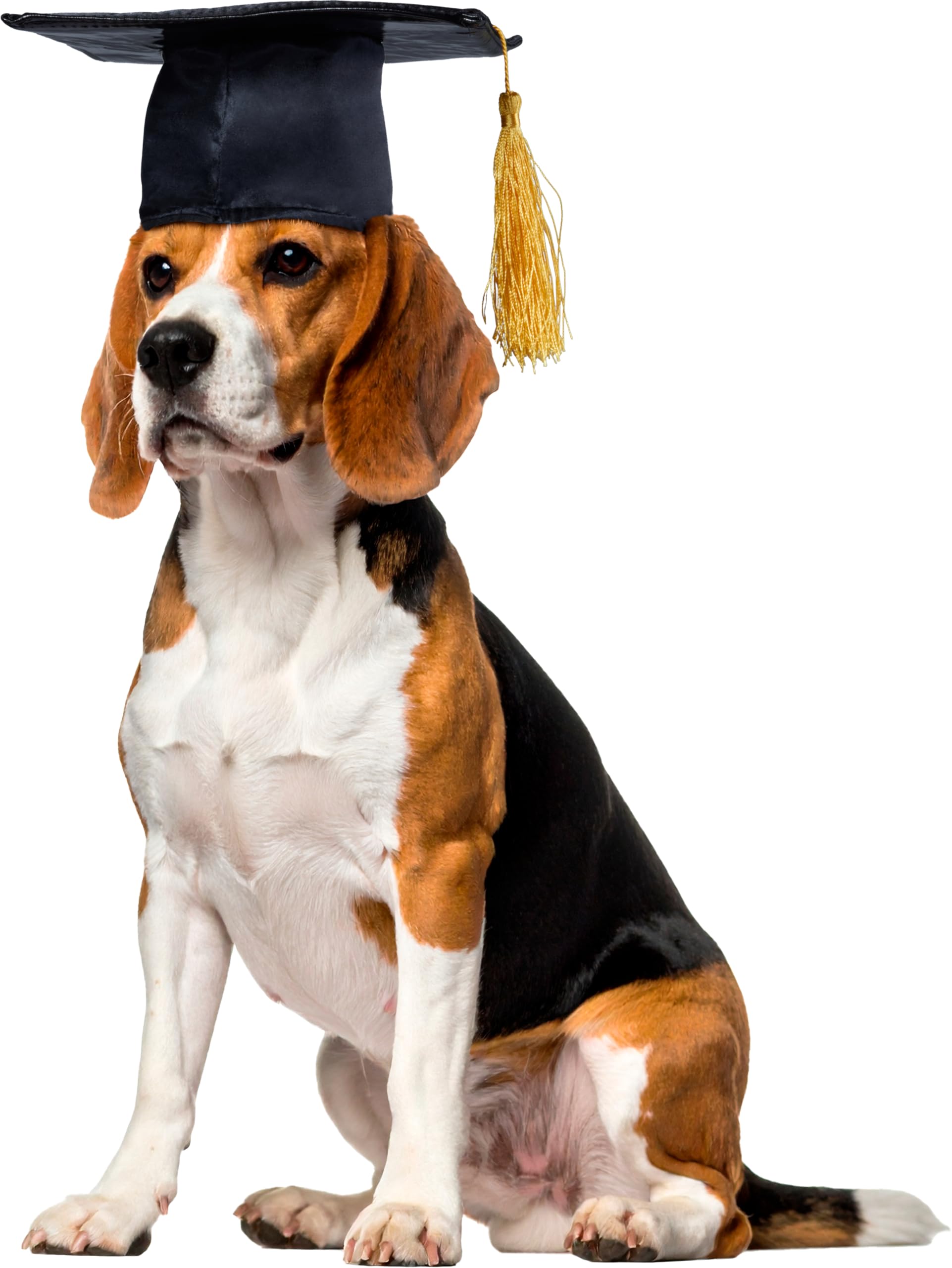 Rubies Black Graduation Hat Pet Accessory, Medium/Large