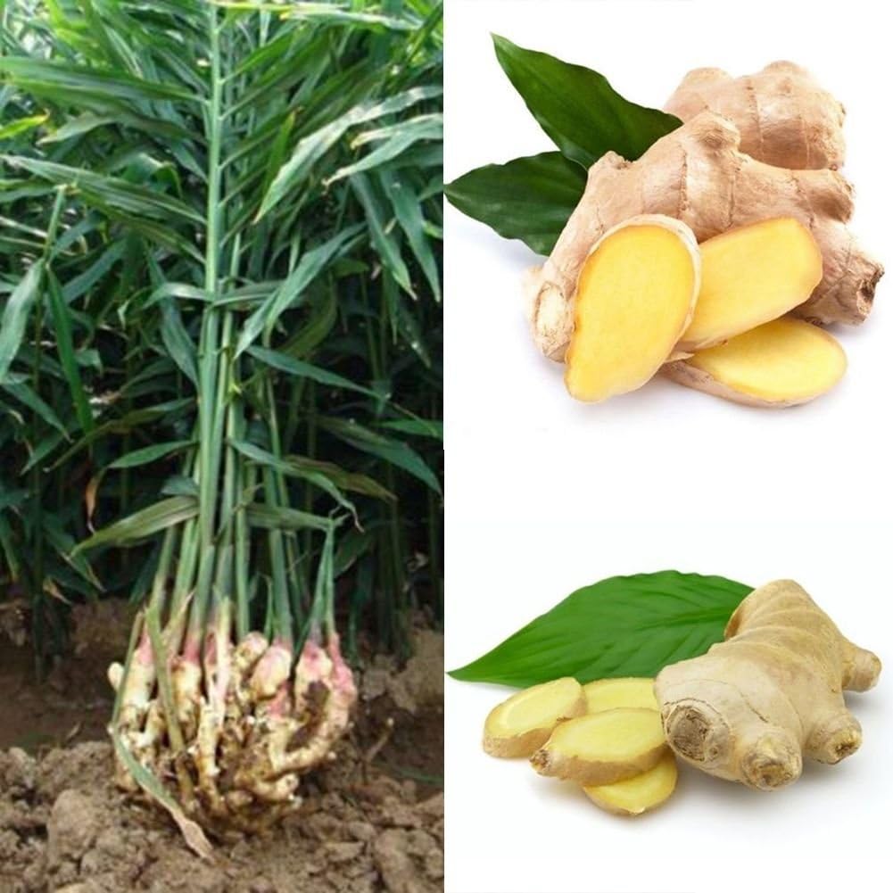 родина имбиря. дикий имбирь. имбирь какое растение. имбирь растение. имбирь цветок.