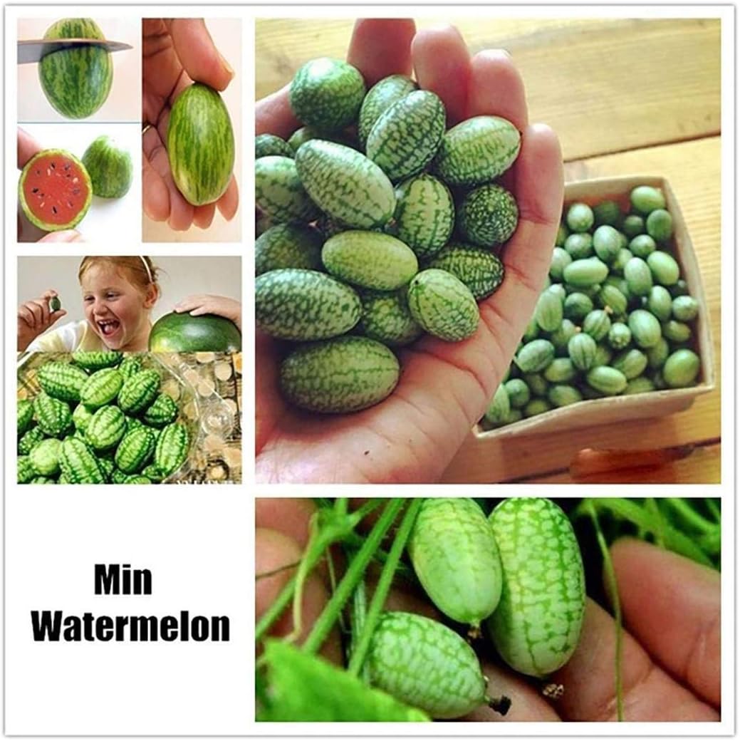 Lioder Perennial Fruit Seeds 17 Varieties Indoor/Outdoor Fruit Bonsai Organic for Home Garden Planting
