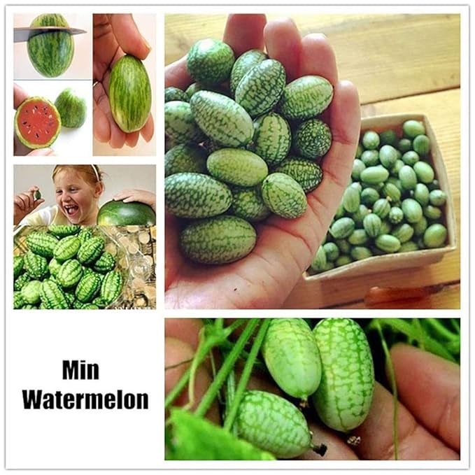 Cioler 10 Stücke Obstsamen Wassermelone Samen Mini Bonsai Hausgarten Obst Bäume Outdoor Obst Samen für Garten Pflanzen