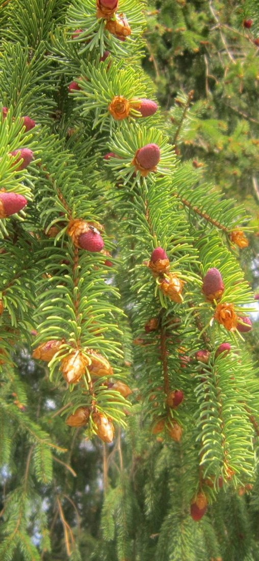 PeelitStickit, Beautiful Nature Wall Murals, ID-3292, vinyl