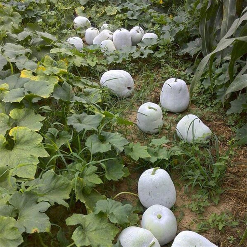Vastravel Winter Melon Small Wax Gourd Dong Gua NonGMO Vegetable 20