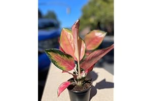 ISHY PLANT Aglaonema Geely Red – 4" Live Indoor Chinese Evergreen Plant – Easy Care, Colorful Foliage, Air-Purifying Houseplant for Low Light