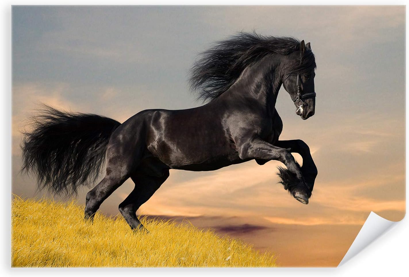 Postereck Poster 0213 Schwarzes Pferd Rappe Hengst Tier Reiten Natur frei Größe 4381.0 Postereck Poster 0213 Schwarzes Pferd Rappe Hengst Tier Reiten Natur frei Größe 4381.0