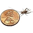 Josh's Frogs 1/4" Banded Crickets (250 Count)