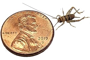 Josh's Frogs 1/4" Banded Crickets (1000 Count)