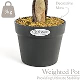 Christow Large 4ft Bay Tree In Pot Twin Pack Indoor Outdoor Topiary view 6
