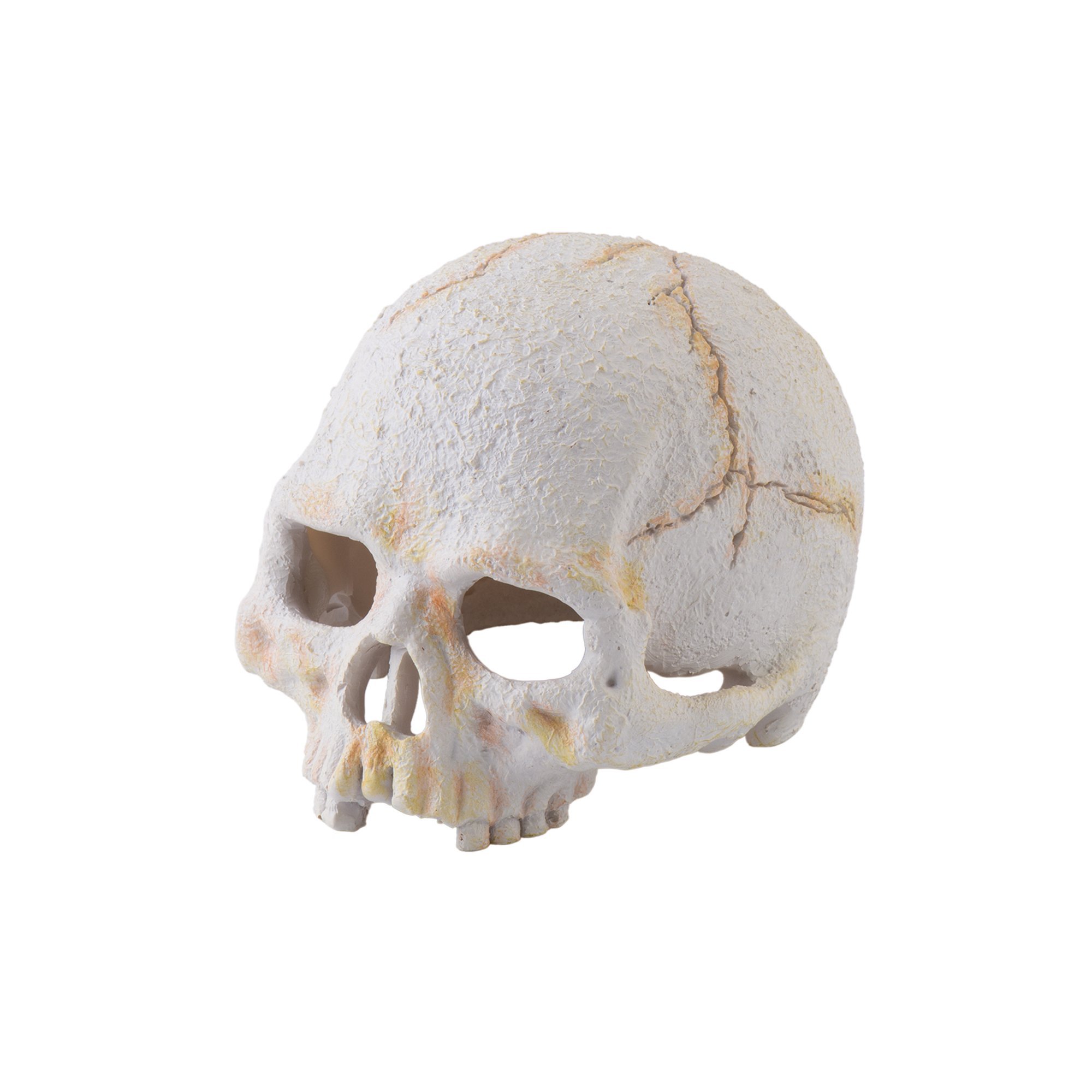 Exo Terra Primate Skull, Small
