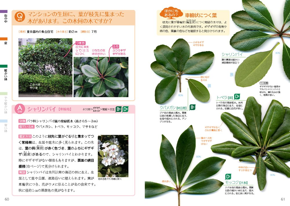 葉っぱで気になる木がわかる 林 将之 本 通販 Amazon 葉っぱで気になる木がわかる 林 将之 本 通販 Amazon