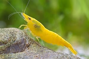 SF Aquatic™ 10 Yellow Golden Back Shrimps High Grade Neocaridina Live Freshwater Aquarium Shrimps. FFully Mature Breeding Age. Live Arrival Guarantee.
