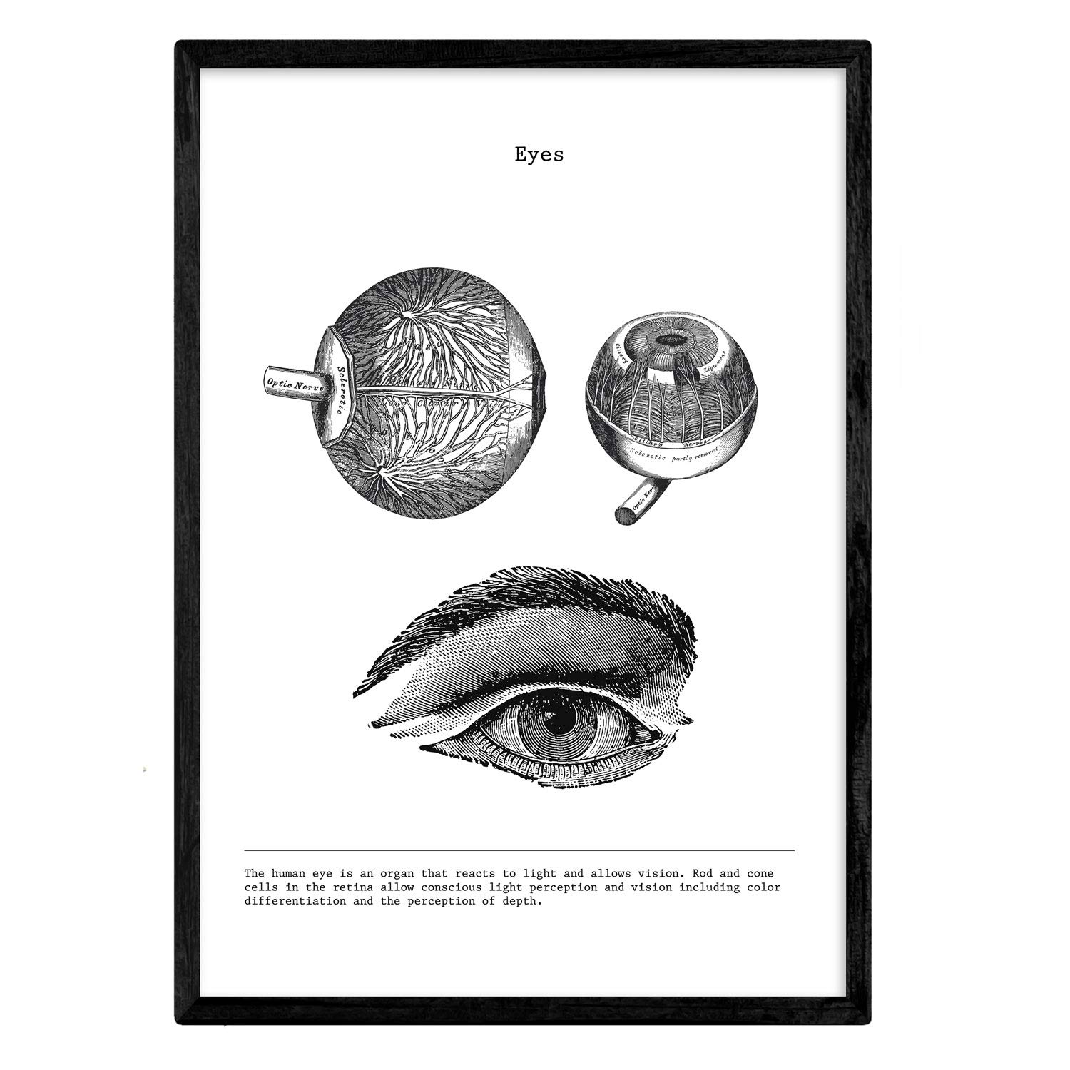 Nacnic Anatomy Poster. Vintage style wall decoration of eyes, muscles and bones. Assorted black and white pictures of human anatomy and body parts. Size A4. — image 1