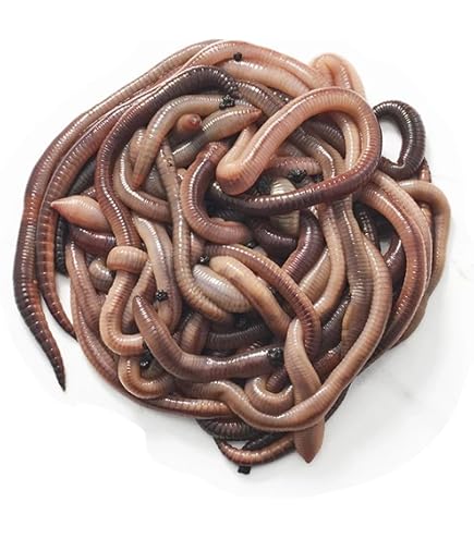 Speedy Worm - 250 Count - Live European Nightcrawlers - 2\"\"-3...