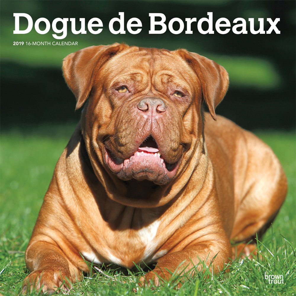 doctor bordeaux dog