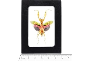 BicBugs Creobroter gemmatus Real Framed Pink Praying Mantis Indonesia