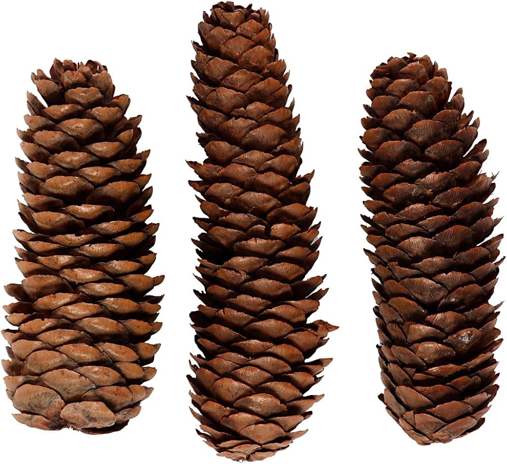 Creativ Abies Cone Natural Craft Decoration 40mm 100g 1 Pack