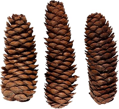 Creativ Abies Cone Natural Craft Decoration 40mm 100g 1 Pack