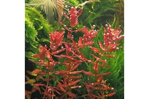 FDY 1 Bundle Live Aquarium Plants Rotala Rotundifolia Red Easy Grow - RK811
