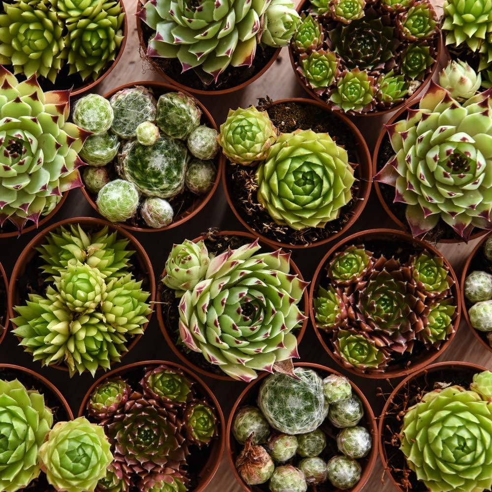 Indoor Succulents Sempervivum Plants, Mixed Potted House Plants Easy to Grow for Home, Office
