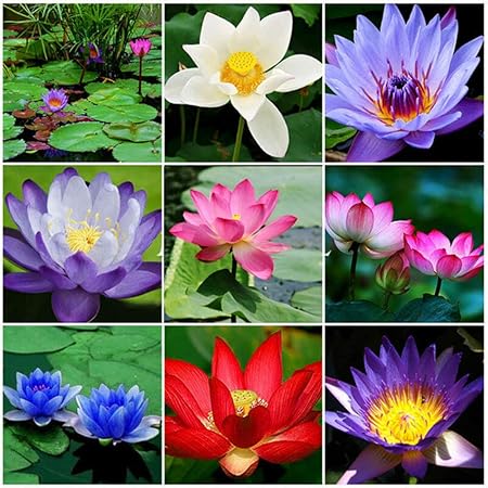 Amazon Com Homland 10pcs Plants Candock Water Lily Hydroponic Perennials Lotus Flower Seeds For Garden 10pcs Lotus Seeds Garden Outdoor