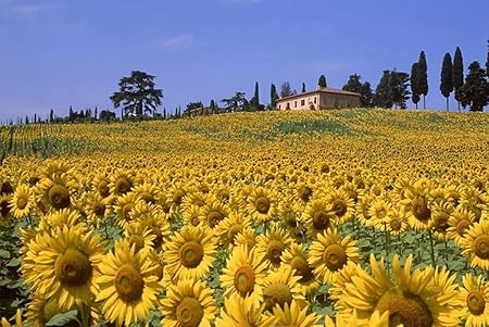 Amazon Co Jp A0 特大 ポスター ひまわり畑夏空 壁紙ウォールステッカーポスター A0 11x841mm Generic