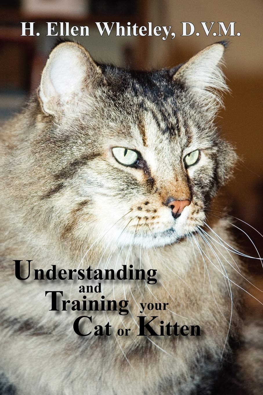 training your kitten