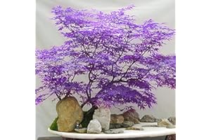 CARPET CREEPING 30+Ghost Purple MapleTree to Plant Outdoor-Rare Acer Palmatum Tree Hardy Non-GMO Heirloom Plant Decor Garden Home