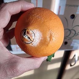 Naranjas de Valencia de Mesa Daniel Caja 6 kg: Amazon.es ...