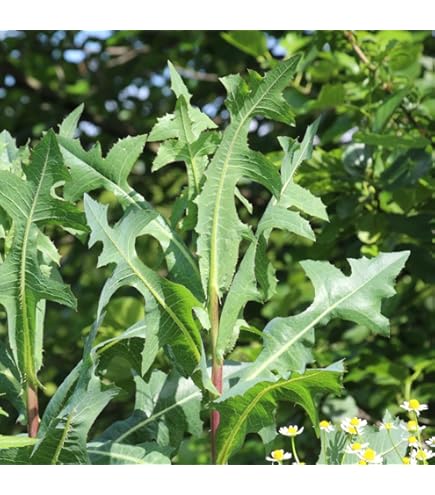 Amazon.com : Wild Lettuce Leaf, Dream Quest Herbal Smoking Blend, 1 oz. :  Grocery & Gourmet Food