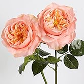 Fqueelvys 2Pcs Fake Austin Rose Peonies Flowers Real Touch Peach Roses with Stems 25.60'' Latex Peony Artificial Flowers for Home Decor Flower Arrangement Wedding Centerpieces Valentine's Day (Peach)