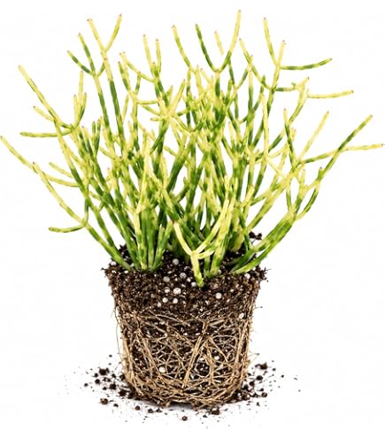 liberty hosta plant Liberty Hosta PP12531- Shade Perennial Giant Sun Tolerant Hosta Plant – NH  Hostas