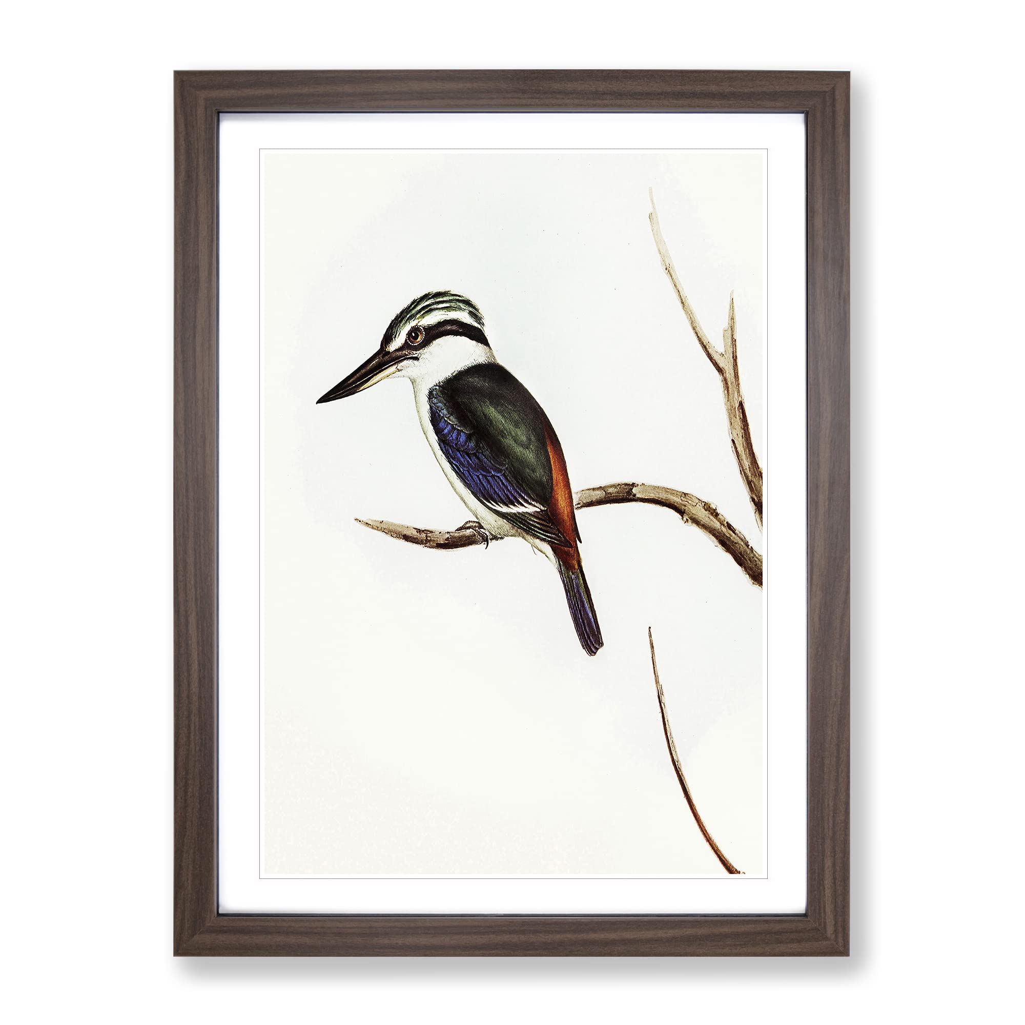 Halcyon Kingfisher By Elizabeth Gould Vintage Framed Wall Art Print, Ready to Hang Picture for Living Room Bedroom Home Office Décor, Walnut A4 (34 x 25 cm)