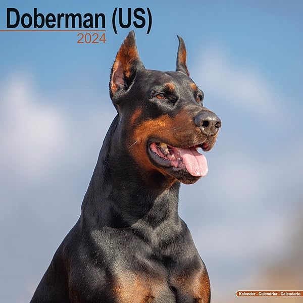 【Yasさま予約済】DOBERMANN / DOBERMAN INC. CD２枚 Amazon.co.jp: DOBERMANN: ミュージック