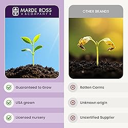 Saffron Crocus Corms for Planting – 10 Large