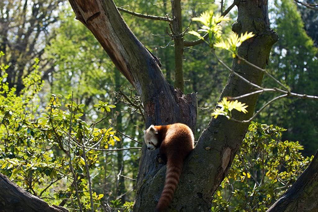 Amazon Co Jp A0 特大 ポスター レッサーパンダ草の葉の木 壁紙ウォールステッカーポスター A0 11x841mm Generic