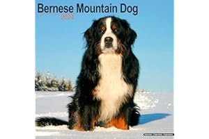 Bernese Mountain Dog Calendar - Dog Breed Calendars - 2023 - 2024 wall calendars - 16 Month by Avonside