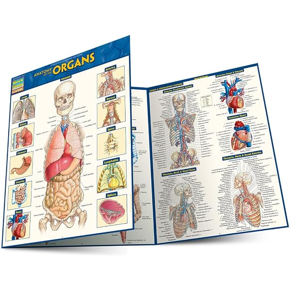 Anatomy Fundamentals: Life Science (Quick Study Academic