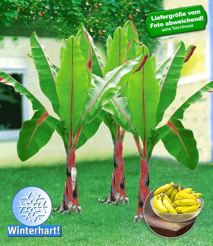 BALDUR-Garten Winterharte Bananen Pflanze 'rot', 1 Pflanze Musa Basjoo Red Bananenbaum