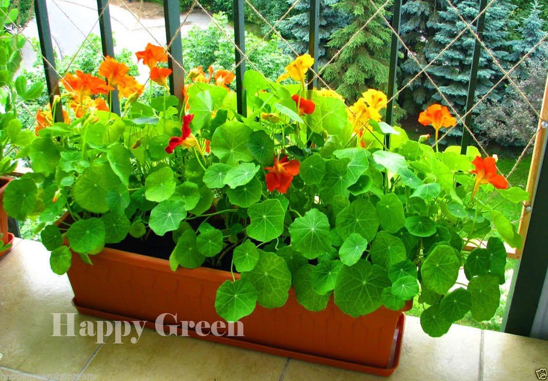 NASTURTIUM DWARF - INDIAN CRES Compact Mix Tropaeolum majus - 25 SEEDS