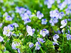 Greenwood Nursery: Live Ground-Cover Plants