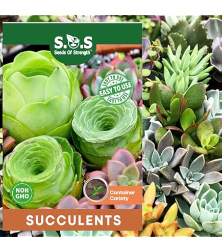 wildflower seeds bulk Wildflower Seeds Bulk  National Wildflower Seed Collection  Perennial  Wildflowers  Native Flora Seeds  Jayme Garden
